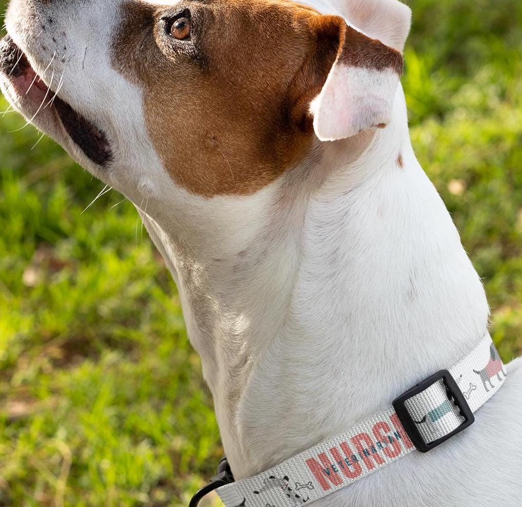 Dog Collar, Veterinarian Nurse Lover Pet Accessory, Animal Care Gift, Dog Lover Present, Vet Tech Neckwear, Animal Clinic Badge Holder