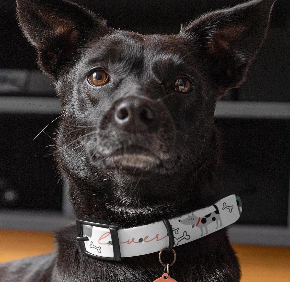 Dog Collar, Veterinarian Nurse Lover Pet Accessory, Animal Care Gift, Dog Lover Present, Vet Tech Neckwear, Animal Clinic Badge Holder