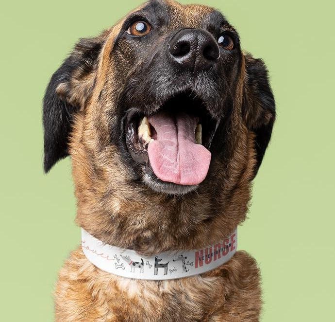 Dog Collar, Veterinarian Nurse Lover Pet Accessory, Animal Care Gift, Dog Lover Present, Vet Tech Neckwear, Animal Clinic Badge Holder