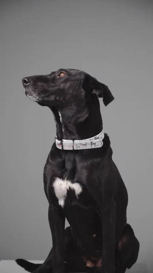 Dog Collar, Veterinarian Nurse Lover Pet Accessory, Animal Care Gift, Dog Lover Present, Vet Tech Neckwear, Animal Clinic Badge Holder